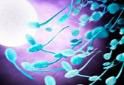 Conception Preparation