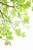 Green Nursery