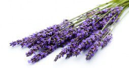 Babies Aromatherapy