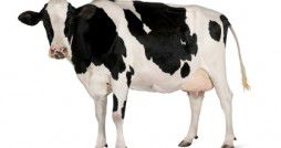 Holstein cow, 5 years old, standing against white background