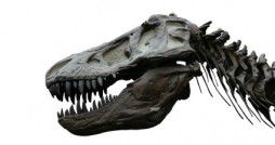 Royal Tyrrell Museum