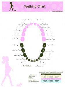 Baby and Toddler Teething Chart