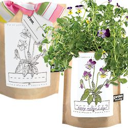 Violas in a bag