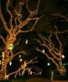 Festival of Lights
