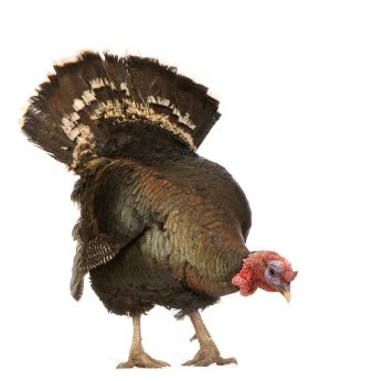 Thanksgiving with Children