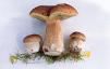 Fall Mushroom Soup