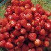 Nutrition in pregnancy