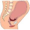 Chiropractic Care in Pregnancy