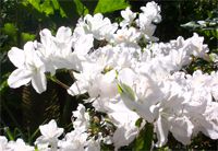 rhodo3