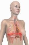 Thyroid, metabolism, fatigue