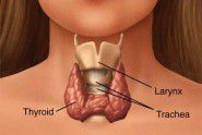 thyroid-gland-women