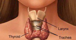 thyroid-gland-women