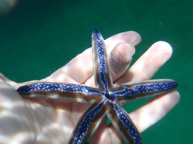 Starfish Costa Rica Snorkling