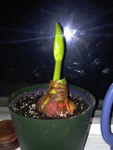 My son had lots of questions about how to sprout Amaryllis bulbs. So here's 5 tips that will help you grow your own.