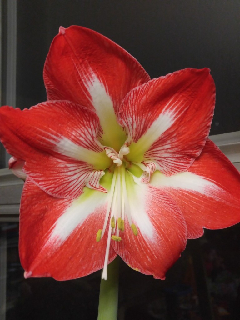 How to Sprout Amaryllis Bulbs for Your Winter Garden Urban Mommies