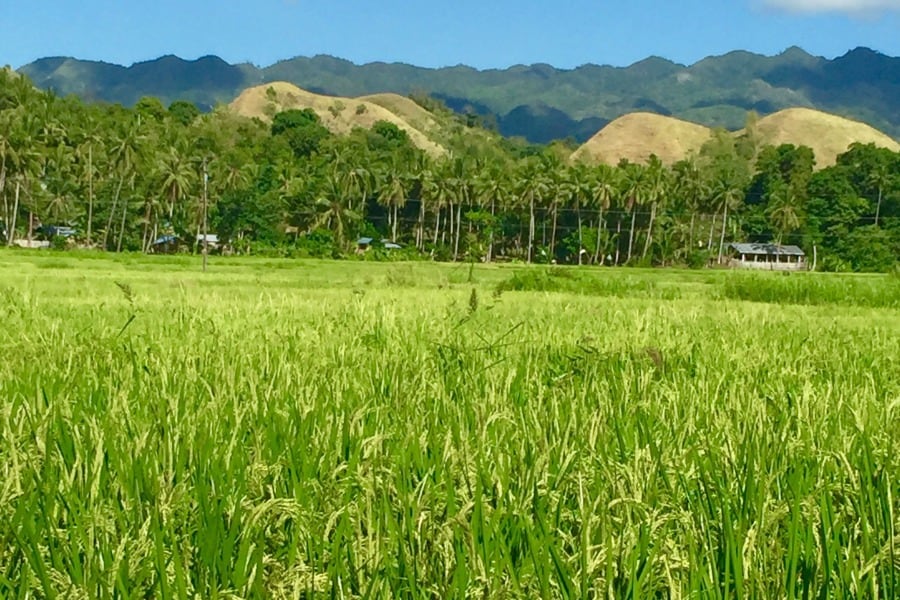 Philippine Rice Fields