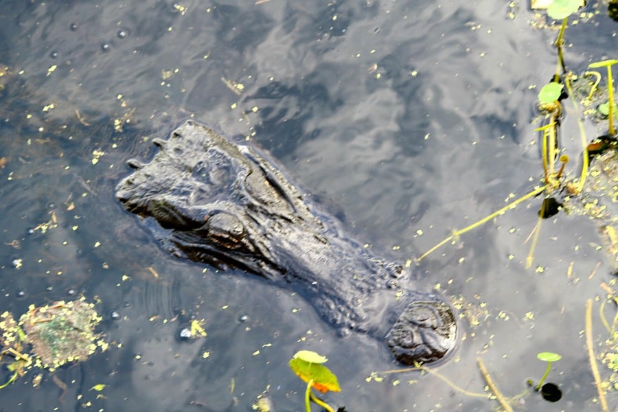 florida-alligator