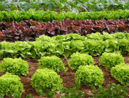 Spring Greens with Creamy Vinaigrette