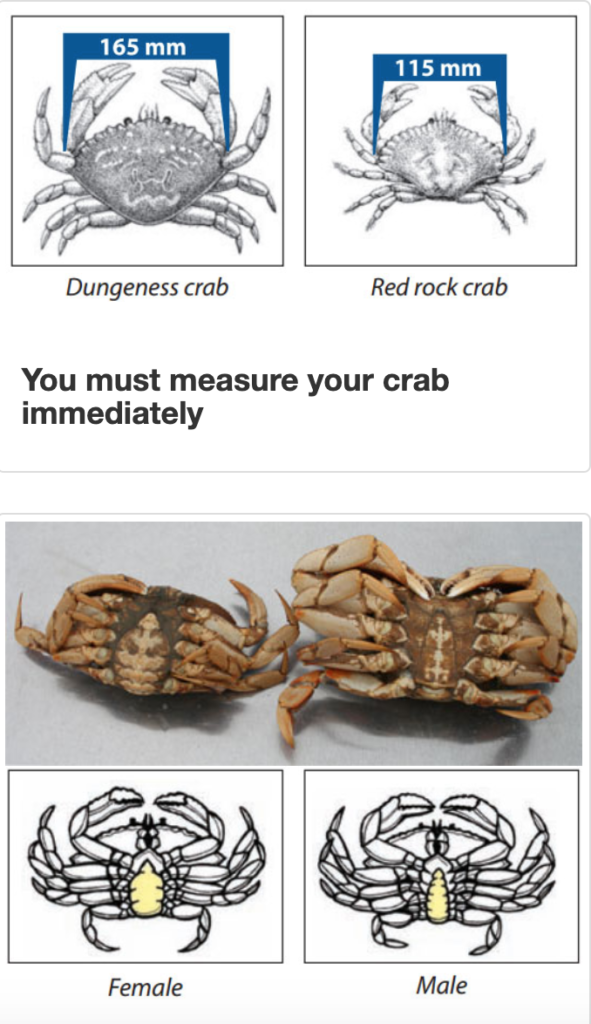 Measuring crab and identifying females