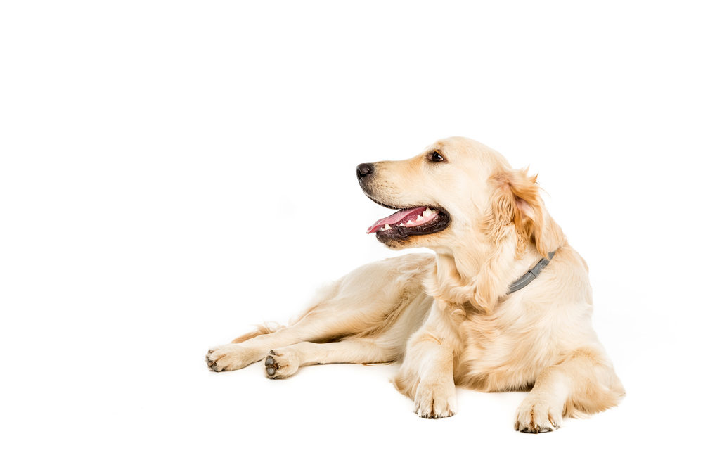 Protecting Dogs from Lyme Disease