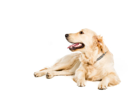 Protecting Dogs from Lyme Disease