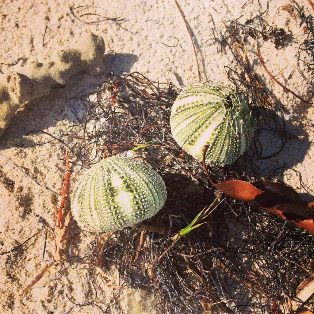 Bastimentos Beach Sea Urchins