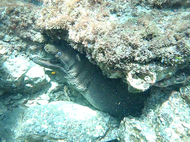 Moray Eel Costa Rica