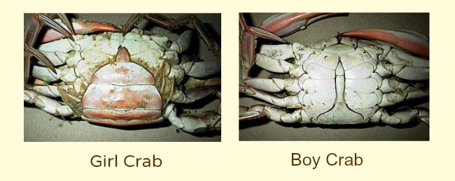 Determining Gender of Crabs