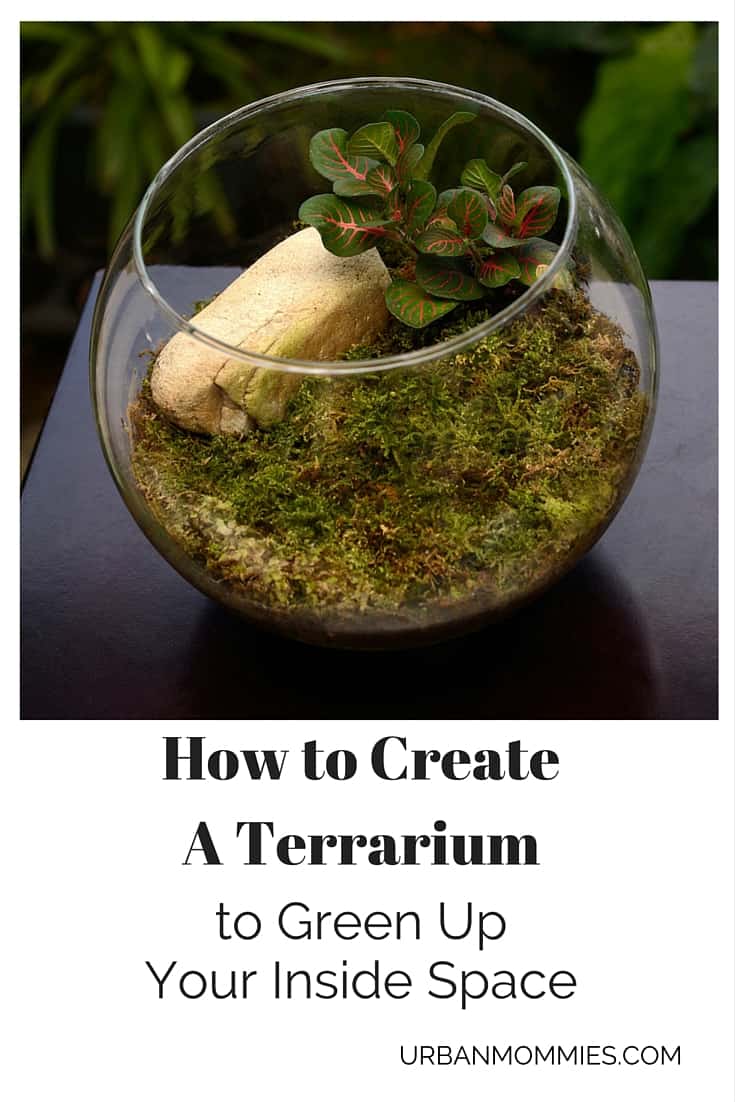 How to Create a Terrarium (1)