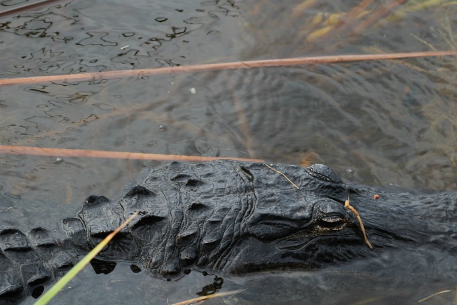 florida-everglades-alligator