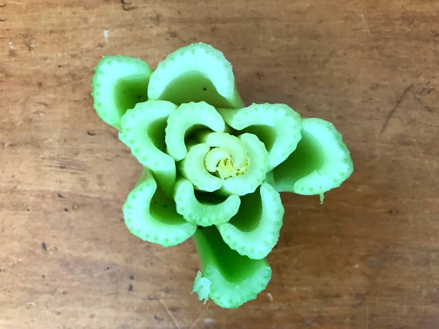 Celery Flower Stamp