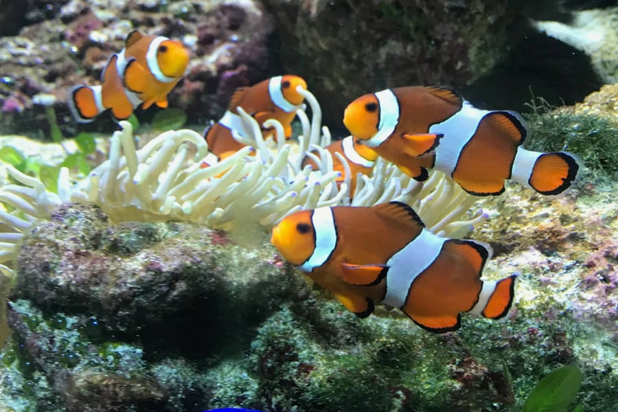 The Clownfish We Saw On Our Air Miles Adventure 