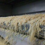 McCain GF Facility - flow exiting the processing Dryer